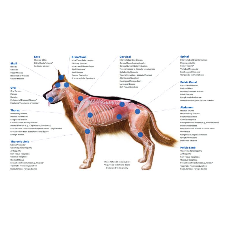 CT Scanner Infographic Dog